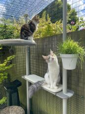 To katte i en solrig have, der sidder på deres udendørs kattetræ