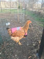 En kylling iført en lyserød sikkerhedsjakke