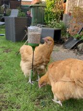To høns, der hakker frø fra deres hakkelegetøj