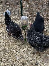 Høns, der hakker på Omlet Poppy hakkelegetøj