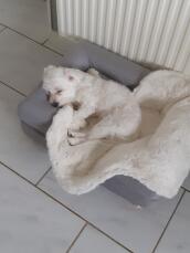 En hvid lille hund i en lille grå seng med fåreskind som topmadras