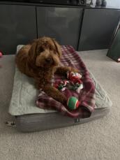 En brun krøllet hund, der lægger sig på sin grå seng