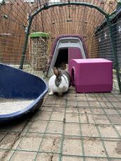 En kanin i en løbegård med en lilla Go hytte tilknyttet og et læhegn