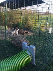 Kaniner i Omlet Zippi kaninbur med tilknyttet tunnel Omlet Zippi kaniner i 