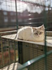 En kat, der hviler behageligt på sin udendørs hylde, inde i sin catio