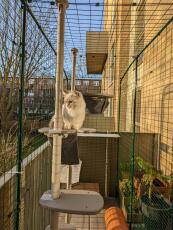 En kat, der nyder solen fra sit udendørs kattetræ