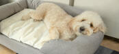 Hvid hund sover på en grå Omlet memoryskum hundeseng med støttekant og kølemåtte.