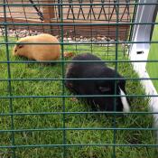 Sooty & brownie i deres 2m løb