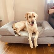 En hund sad på sin grå seng med en pude på toppen