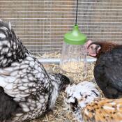 Flora, fauna og serena (padovana ciuffata, marans, orpington) med deres pikkelegetøj