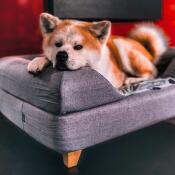 Sød hund ligger på Omlet Topology hundeseng med sengetæppe og firkantede træfødder