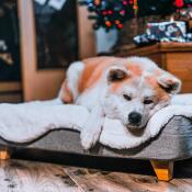 Sød hund ligger på Omlet Topology hundeseng med fåreskind og firkantede træfødder