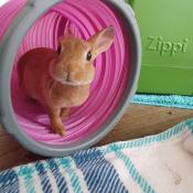 En lille kanin i den lyserøde tunnel i sit grønne skjul