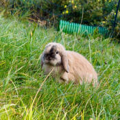 Zippi bobby foran :)