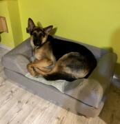 En stor hund, der ligger på sin grå seng