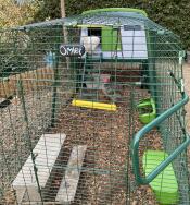 Vores høns er glade i deres nye bur Eglu Cube