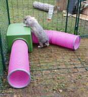 Nysgerrig bolle
