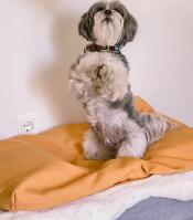 Hund på to ben på Topology hundeseng med sækkestøtte