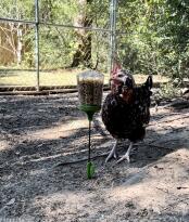Lady di elsker sit Poppy peck-legetøj!
