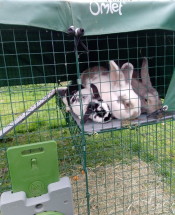 Mine to kæmpekaniner og en løvehovedløve passer fint på min Omlet platform