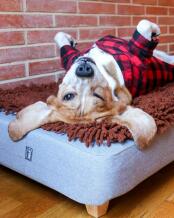 En hund, der er glad for sin seng og sit brune mikrofiberunderlag