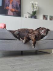 Nina, 14 år chokolade labrador 