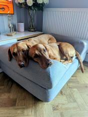 Circe og rua deler seng!!