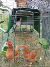 Høns i en løbegård, der er knyttet til en stor grøn Eglu Cube hønsegård