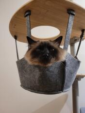 En kat i kurven på sit indendørs kattetræ