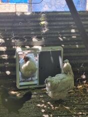 Whitey poserer i døråbningen!