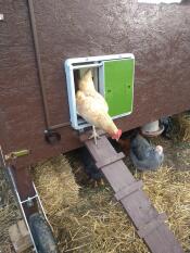 Kylling på vej ud af hønsegård med Omlet grøn automatisk dør til hønsegård