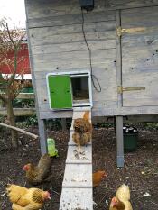 En kylling, der går op ad en rampe ind i en hønsegård med en automatisk døråbner.