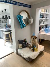 En hund omgivet af fødselsdagsgaver, på sin nye grå seng