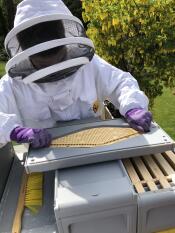 Montering af bi flugt til klarere bord