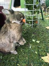 En kanin, der spiser en gulerod fra en Godbidsholder