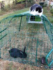 En kat på toppen af en Eglu Go tilbygning, der kigger på nogle kaniner