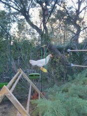 En hvid kylling på en hønsegynge i en have