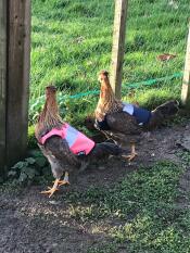 Darcy og pip i deres smarte nye Omlet jakker!