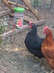 Kyllinger med Omlet Caddi Godbidsholder