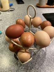 æg på skelter