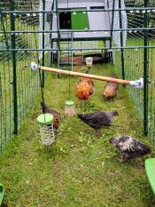 Hedemora-høns i 4 meter Eglu Cube med gård og underholdning. 