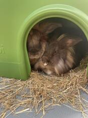 Sovende bunnyer