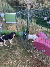 Kanin i Omlet Zippi kanin løbegård med Zippi shelter og Zippi tunnel forbundet med hund udenfor