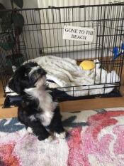 Jeg elsker at komme tilbage til min Fido Classic den!