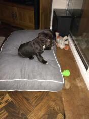 Cooper afprøver sin nye seng på 8,5 uger. skal lige vænne sig lidt til den. 