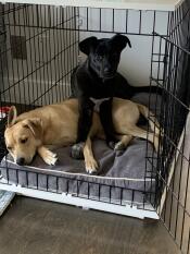 To hunde, der deler en Fido Studio hundekasse.