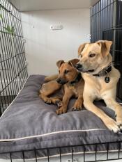 To hunde, der deler en Fido Studio hundekasse.