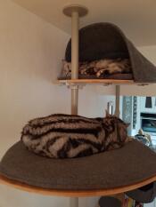 To katte sover på deres indendørs kattetræ