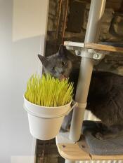 En grå kat ved siden af den plante, der er installeret på hans indendørs kattetræ