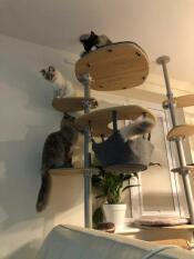 Katte på indendørs Freestyle af rachel stanbury 